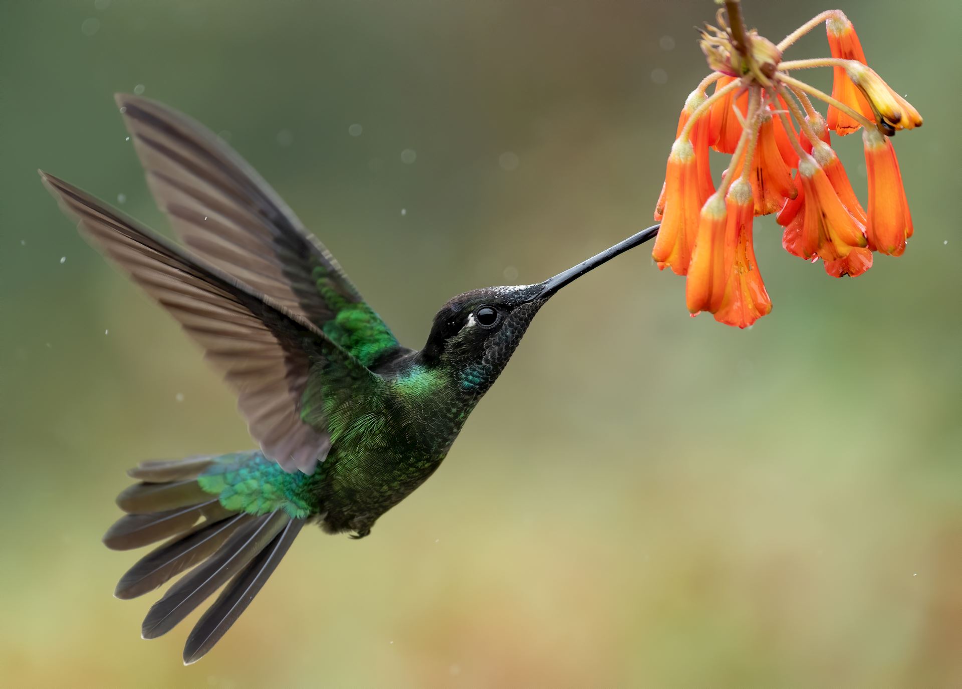 A hummingbird drinking from an orange flower.