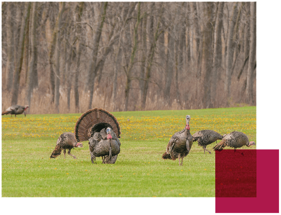 wild-turkeys.png